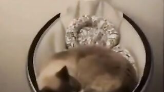 Funny Cat ???? ???? Complications #Cute Pites ???????? Part 15