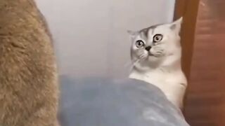 FUNNY KITTENS PLAYING AND HAVING FUN! #SHORTS