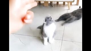 Funny Animals - Cute Dogs Doing Funny Things #short