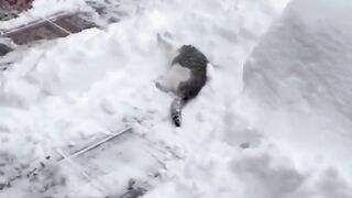 Funny animals - cute cats doing funny things #short