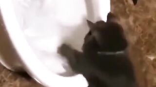 funny cats - cute doing funny things #short