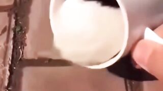 funny cats - cute ones doing funny things having fun