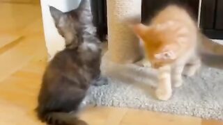 funny cats - cute ones doing funny things fighting