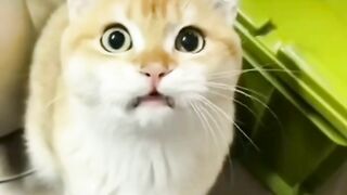 funny - cute cats doing funny things