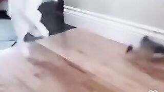 FUNNY AND CUTE CATS / FUNNY CATS #shorts