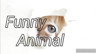 Best Funny Animal Videos Of The 2022 ???? - Funniest Cats And Dogs Videos ????????