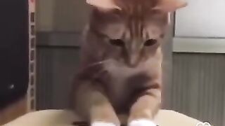 funny-and-cute-cats-funniest-cats-shorts