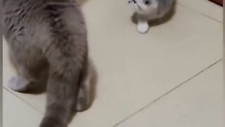 the-funniest-cats-in-the-world-shorts-