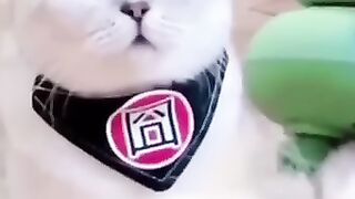 funny-and-cute-funny-cats-animals