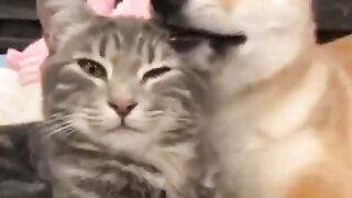 funny-cute-cute-dogs-and-cats-funny-animals-shorts