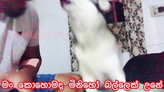 Husky Funny video