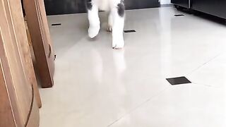 Husky Dog at home