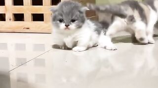 Munchkin????