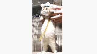 Funniest Cute Cat