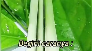 Kesehatan