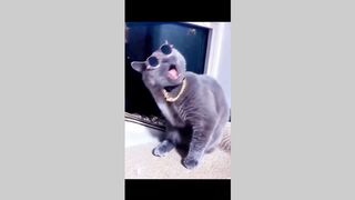 Funny Cat (Tiktok)
