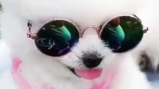 cute dog video