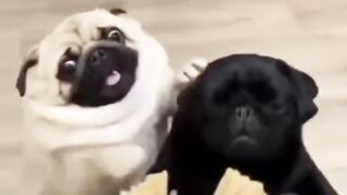 funny dog video #9