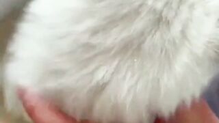 funny cat and cute