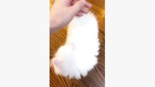 Cute Cat Video