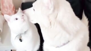 white dog and cat