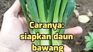 Khasiat daun bawang