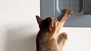 Котик который выключает свет