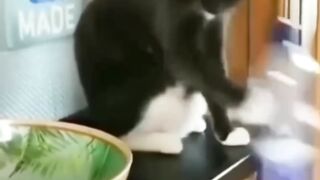 Trending cute cats funny fail ops momets clips