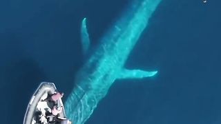 Whale Watchers Encounter 100-Ft-Long Blue Whale.