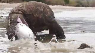 Amazing Fish Hunting the best one #youtubeshorts #fishing #shorts.