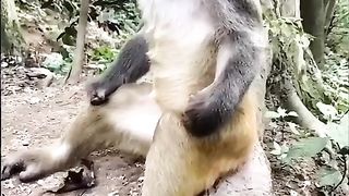 Funny animals 139