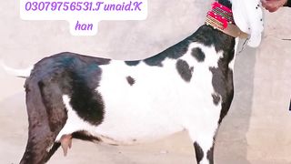 Goats for sale in Pakistan and