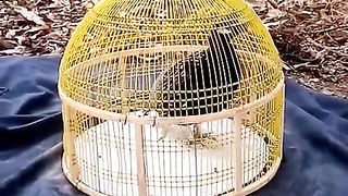 Black teetar for sale in Pakistan