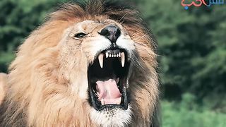 Lion roar