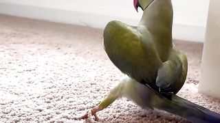 This parrot's busting out the moves! ????????