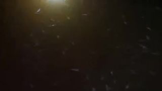 Kalau bibit lele sehat lihatnya juga seneng, tapi bibit sakit, loyo, sisa petir, males lihatnya juga
