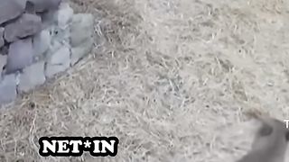 Apa iya kucing begitu??