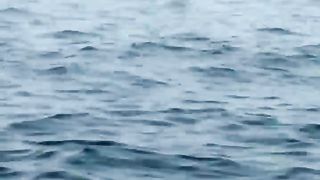 A whale of a time.