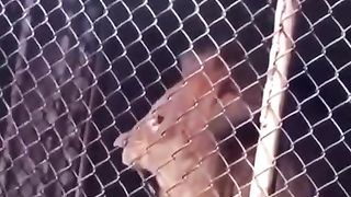 شرارت نہیں کرنی چاہیے جانور کے ساتھ
