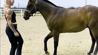 Thuderous Equines