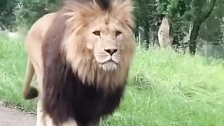 Lion king 7