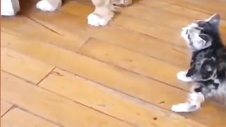 Funny action 56