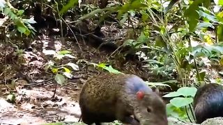 Wild animals collection 4k