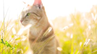 Cute cat 4k