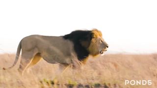 Animals’ free stock footage