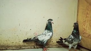Galway breeder pair pigeon beautiful tadeey pigeon