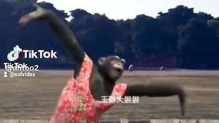 Monkey dance 4