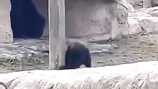 Funny animal