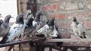 Beautiful pigeon breeder pair best flying 11