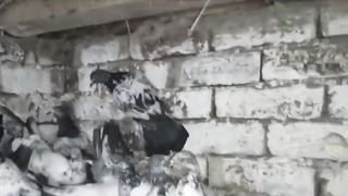 Beautiful pigeonbreeder pair best flying